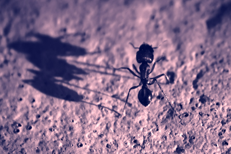 Illustration for article titled Shooting Challenge Gallery: Duotone III